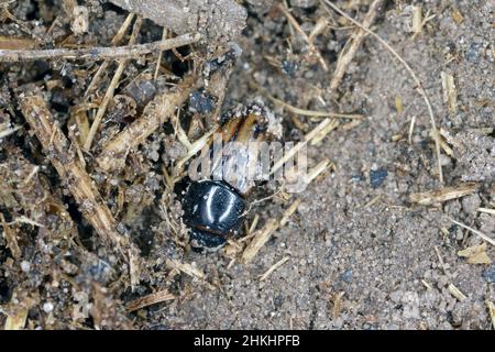 Nachtfliegender Mistkäfer, Aphodius auf Mist. Stockfoto