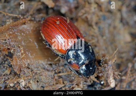 Nachtfliegender Mistkäfer, Aphodius auf Mist. Stockfoto