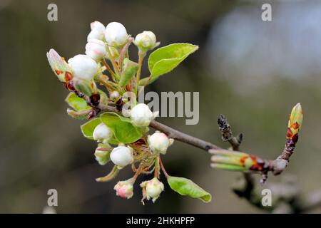 Die blühenden Knospen eines Birnenbaums im heimischen Garten. Stockfoto