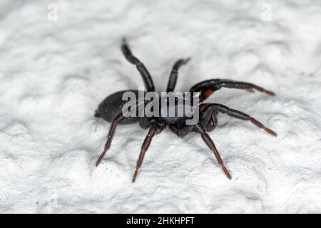 Eine schwarze Spinne an der Wand eines Hauses. Stockfoto