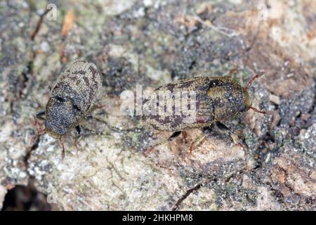 Hylesinus varius früher fraxini ist eine in Europa heimische Art von Käfer - Eschenrindenkäfer. Tarnende Körperfärbung auf Baumrinde. Stockfoto