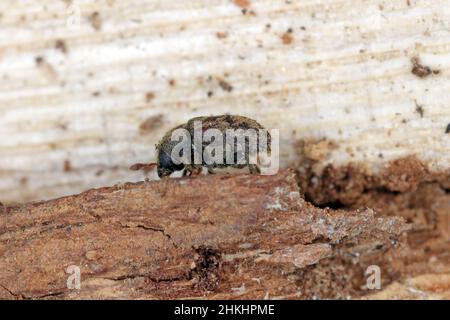 Hylesinus varius früher fraxini ist eine in Europa heimische Art von Käfer - Eschenrindenkäfer. Tarnende Körperfärbung auf Baumrinde. Stockfoto