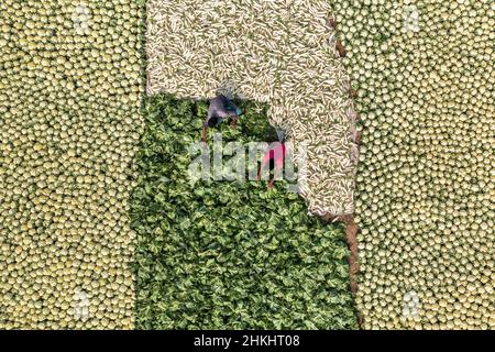 Die Bauern haben Blumenkohl auf einem Markt verkauft Stockfoto