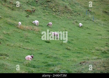 Viele braune und weiße Ziegen auf einer großen Bergwiese im Frühling, wolkiger Tag ohne Menschen Stockfoto