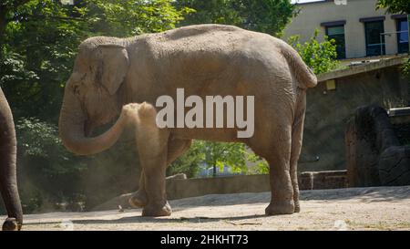 Elefant wirft Sand auf sich Stockfoto