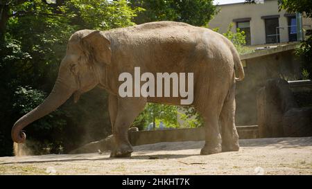 Elefant wirft Sand auf sich Stockfoto