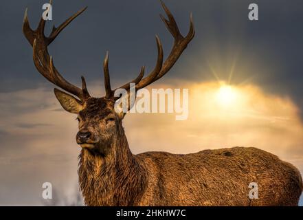 Yorkshire dales November 2021: Wilde Hirsche Sonnenuntergang Wald Clifford Norton Alamy Stockfoto