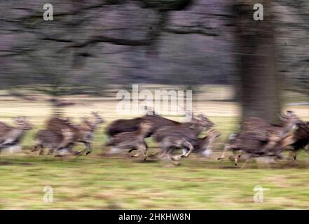 Yorkshire dales November 2021: Wilde Hirsche Sonnenuntergang Wald Clifford Norton Alamy Stockfoto