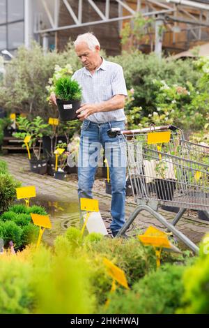 Reifer Mann im Ruhestand wählt Pflanze für Sommerresidenz Stockfoto