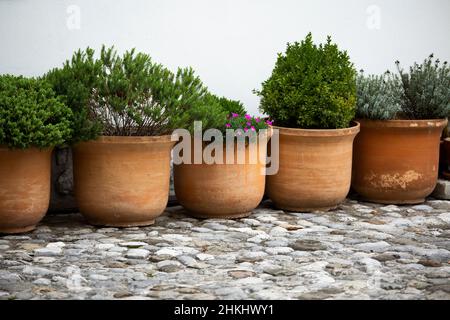 Gruppe von Terrakotta-Blumentöpfen mit wachsenden Pflanzen Stockfoto