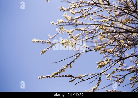 Frühlingstriebe auf salix-Zweigen Stockfoto