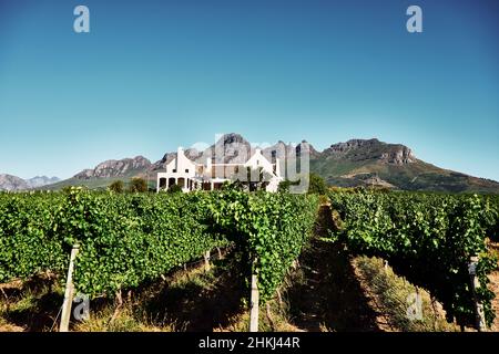 Weingut in Stellenbosch Stockfoto