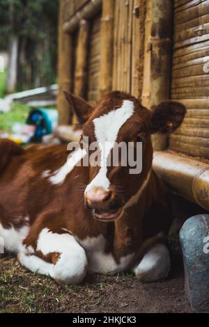 Verschiedene Nutztiere in ihrer natürlichen Umgebung. Stockfoto