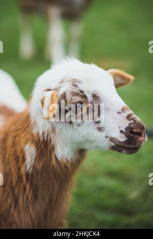 Verschiedene Nutztiere in ihrer natürlichen Umgebung. Stockfoto