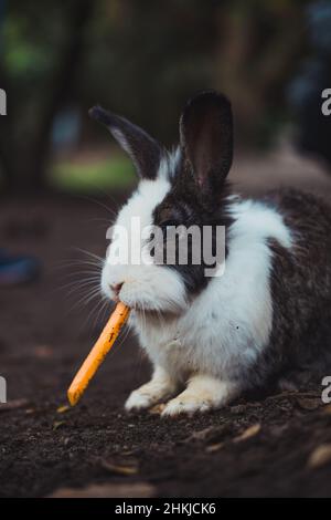 Verschiedene Nutztiere in ihrer natürlichen Umgebung. Stockfoto