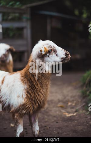 Verschiedene Nutztiere in ihrer natürlichen Umgebung. Stockfoto