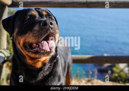 Rottweiler Hund einer gefährlichen Rasse, der ohne Schnauze läuft Stockfoto