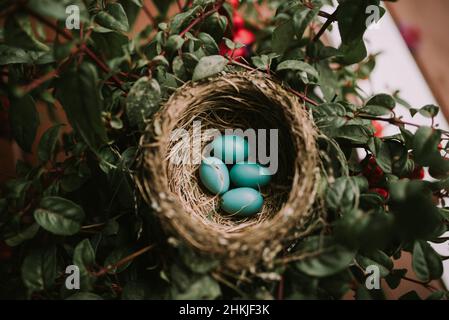 Nest von vier blauen Robin's Eiern in der Pflanze Stockfoto