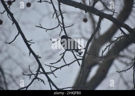 European starling (Sturnus vulgaris) perched in a tree Bloomington IL,  Mclean county, USA Stockfoto