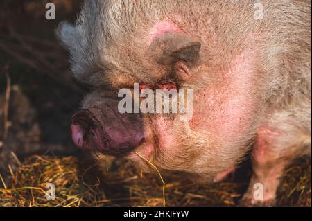 Porträt eines fetten, pinken, bauchigen Schweins Stockfoto