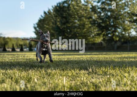 Grauer amerikanischer Pitbull Terrier ist ein Hund, der an sonnigen Tagen im Feldgrast läuft Stockfoto