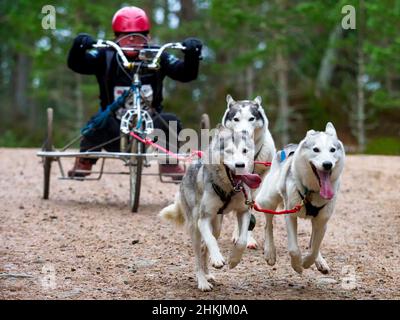 Aviemore, Schottland - 30th. Januar 2022: Ein Teilnehmer des Siberian Husky Club of Great Britain's Annual Sledge Dog Rally 38th in Glenmore. Stockfoto