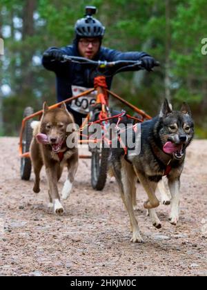 Aviemore, Schottland - 30th. Januar 2022: Ein Teilnehmer des Siberian Husky Club of Great Britain's Annual Sledge Dog Rally 38th in Glenmore. Stockfoto