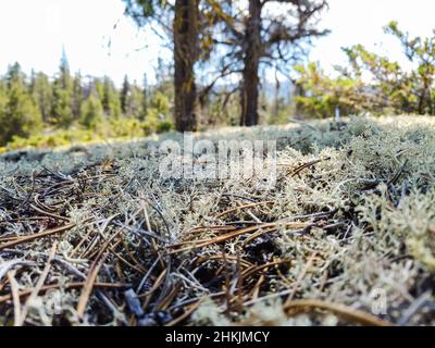 Jackman Flats BC Stockfoto