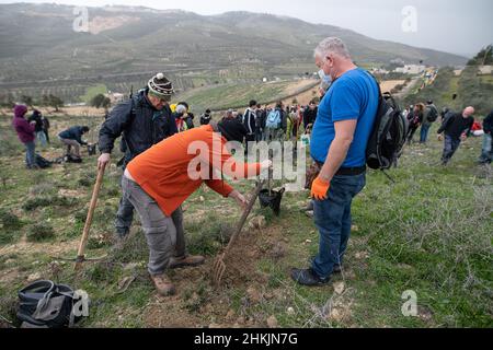 Israelische Friedensaktivisten pflanzten in Burin einen Olivenbaum. Hunderte von israelischen und palästinensischen Friedensaktivisten hatten im palästinensischen Dorf Burin, unterhalb des jüdischen illegalen Außenpostens von Givát Ronen, Olivenbäume gepflanzt. Zwei Wochen vor der Veranstaltung wurde eine Gruppe jüdischer Friedensaktivisten, die zur Olivenplantage eintrafen, von der Jugend von Givát Ronen gewaltsam angegriffen. Heute hatten sich die IDF-Truppen zwischen den Aktivisten und den Siedlern getrennt. Ein israelischer Aktivist wurde während der Veranstaltung verhaftet. Burin, Palästina. Februar 04th 2022. (Foto von Matan Golan/Sipa USA) Stockfoto