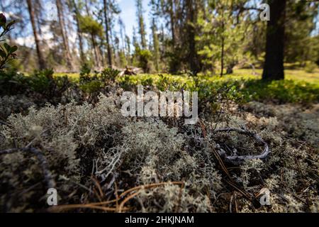 Jackman Flats BC Stockfoto