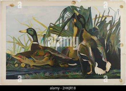 Kunst inspiriert von Mallard Duck, John James Audubon, Amerikaner, geboren in Haiti, 1785-1851, Chromolithograph, 1861, 27 x 39 3/4 Zoll, 68,6 x 101,0 cm, Anas boschas, Tiere, Wassertiere, Vögel, Vogel, Vögel, Ente, Enten, Fauna, Flora, Gras, Illustration, Blätter, Lithographie, Naturgeschichte, Natur, Klassisches von Artotop mit einem Schuss Moderne modernisiertes Werk. Formen, Farbe und Wert, auffällige visuelle Wirkung auf Kunst. Emotionen durch Freiheit von Kunstwerken auf zeitgemäße Weise. Eine zeitlose Botschaft, die eine wild kreative neue Richtung verfolgt. Künstler, die sich dem digitalen Medium zuwenden und die Artotop NFT erschaffen Stockfoto