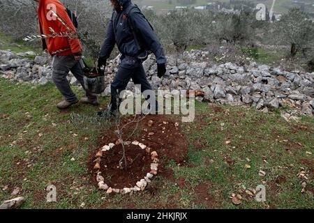 Burin, Palästina. 04th. Februar 2022. Hunderte von israelischen und palästinensischen Friedensaktivisten hatten im palästinensischen Dorf Burin, unterhalb des jüdischen illegalen Außenpostens von Givát Ronen, Olivenbäume gepflanzt. Zwei Wochen vor der Veranstaltung wurde eine Gruppe jüdischer Friedensaktivisten, die zur Olivenplantage eintrafen, von der Jugend von Givát Ronen gewaltsam angegriffen. Heute hatten sich die IDF-Truppen zwischen den Aktivisten und den Siedlern getrennt. Ein israelischer Aktivist wurde während der Veranstaltung verhaftet. Burin, Palästina. Februar 04th 2022. (Foto von Matan Golan/Alamy Live News) Quelle: Matan Golan/Alamy Live News Stockfoto