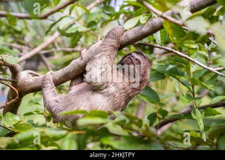 Babyfaultier im Amazonas. Auf der Gemeinde November 3, das Dorf (La Aldea), Amazonas, Peru. Stockfoto