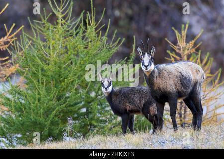 Gämse (Rupicapra rupicapra), Ziege, die mit ihrem Jungtier auf einer Bergwiese steht, Italien, Valsavarenche, Nationalpark Gran Paradiso Stockfoto