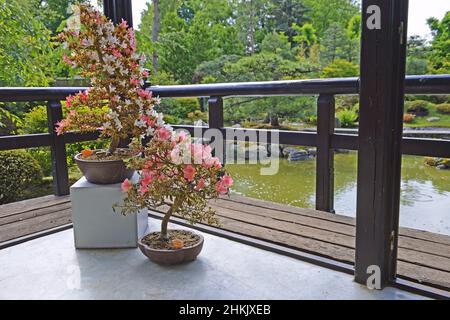 Satsuki azalea (Rhododendron indicum), als Bonsai in einem japanischen Garten Stockfoto