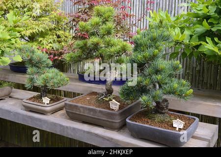 Japanische White Pine (Pinus parviflora Pinus Pentaphylla), Bonsai Baum Stockfoto