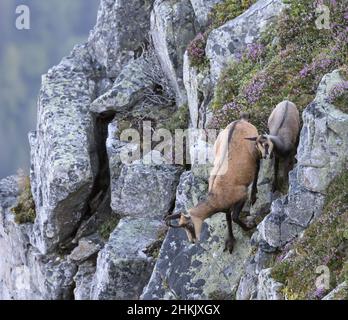 Gämsen (Rupicapra rupicapra), weibliche Gämsen und Jungtiere, die einen steilen Berghang hinunterlaufen, Seitenansicht, Schweiz, Berner Oberland Stockfoto