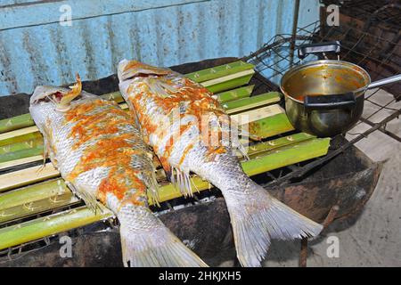 Schnapper (Lutjanidae), marinierte Schnapper im Kreolstil auf einem einfachen Holzkohlegrill, Seychellen, La Digue Stockfoto