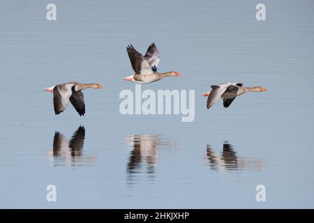 Graugans (Anser anser), drei Graugänse mit Spiegelbild, die über einen See fliegen, Deutschland, Bayern, Chiemsee Stockfoto