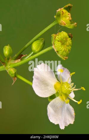 Wasserbananen (Alisma plantago-aquatica), Blumen und Früchte, Deutschland, Bayern, Murnauer Moos Stockfoto