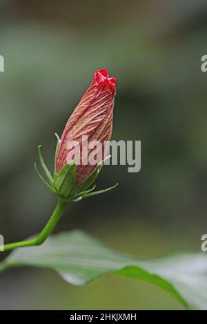 Chinesischer Hibiskus (Hibiscus rosa-sinensis), Blütenknospe Stockfoto