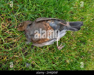 Feldfare (Turdus pilaris), tot auf einer Wiese liegend, Seitenansicht, Deutschland, Niedersachsen Stockfoto