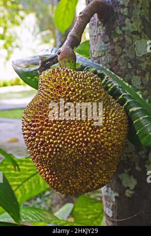 Durian (Durio zibethinus), Frucht auf einem Baum Stockfoto