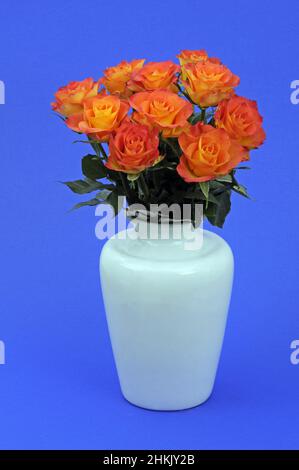 Zierrose (Rosa spec.), lachsfarbener Rosenstrauß in einer weißen Blumenvase, blauer Hintergrund Stockfoto