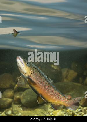 Bachforelle, Flussforelle, Bachforelle (Salmo trutta fario), mit Mayfly auf der Wasseroberfläche, Split-Level-Bild, Deutschland Stockfoto