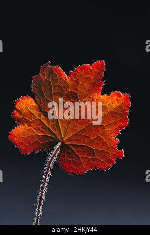 Aluminiumroot (Heuchera spec.), Blatt im Hintergrund vor schwarzem Hintergrund Stockfoto