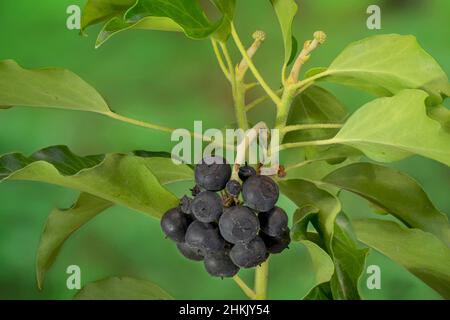Englischer Efeu, Efeu (Hedera Helix), Früchte, Deutschland, Bayern Stockfoto