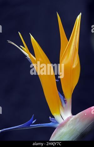 Kranichblume, Paradiesvogelblume, geel piesang (Strelitzia reginae), Blumendetail vor schwarzem Hintergrund Stockfoto