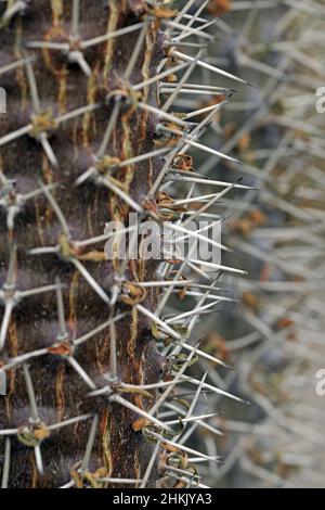 madagaskar-Palme (Pachypodium lamerei), Stiel und Dornen Stockfoto