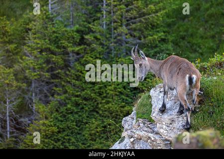 Steinbock (Capra ibex, Capra ibex ibex), Jungtier am Rand einer Klippe, Schweiz, Berner Oberland, Beatenberg Stockfoto